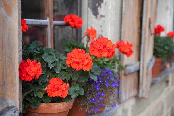 czerwone bociany kwiaty w doniczkach na parapecie - shutter wood window europe zdjęcia i obrazy z banku zdjęć