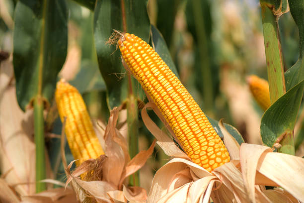 istock Corn on the cob in plantation field 1208442784