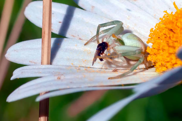 istock A light green spider eats a fly sitting on a daisy flower. Closeup. 1208442992