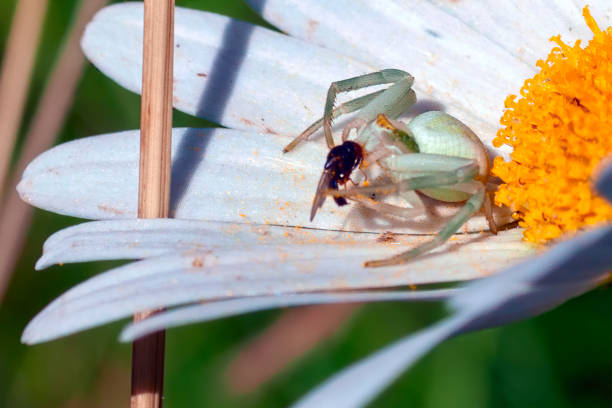 istock A light green spider eats a fly sitting on a daisy flower. Closeup. 1208442996