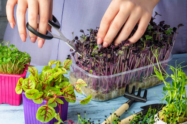 la chica corta con tijeras brotes del verde joven de la albahaca roja. cultivo de micro greens. concepto útil. - growth new life seedling child fotografías e imágenes de stock