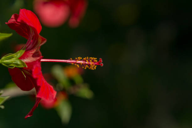 istock Scarlet China Rose close up with large copy space. 1208444018