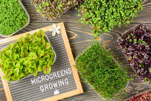 On a dark wooden background, boxes with microgreens of red basil, Allium ramosum, Sorrel, Cabbage, Mustard, Broccoli. Super food. Felt board with the words "Growing microgreens"