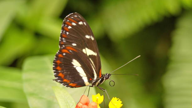 istock Black and orange butterfly on a leaf 1208444292