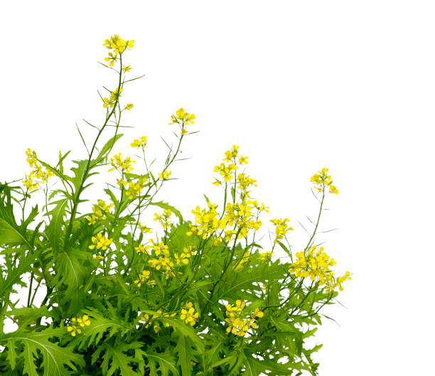 Mustard plant flowers close up (Sinapis) isolated on white