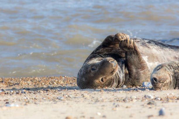 istock Anxiety. Animal worrying while partner sleeps. Beautiful seal insomniac 1208445650