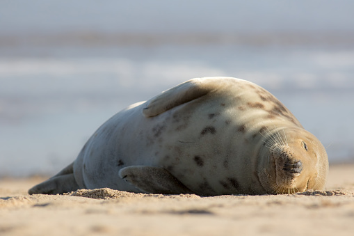 Sleeping beauty. Wild seal asleep on the beach. Simple animal portrait. Peaceful tranquil image of gentle giant snoozing peacefully. Beautiful nature. Easy life of tranquility for a lazy cuddly mammal