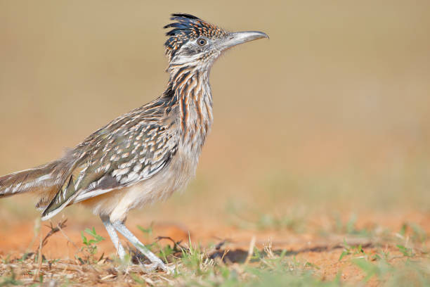 istock Greater Roadrunner (Geococcyx californianus), South Texas, USA 1208447721