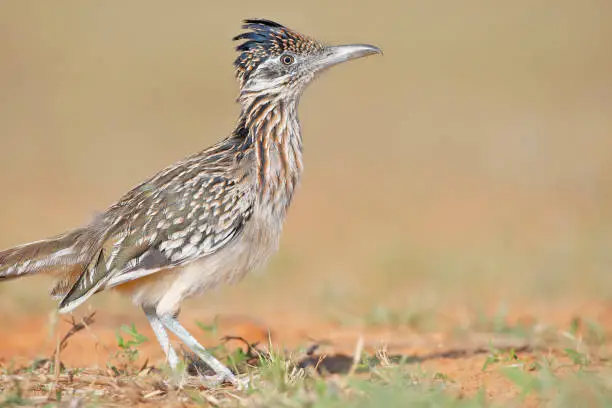 Greater Roadrunner (Geococcyx californianus), South Texas, USA