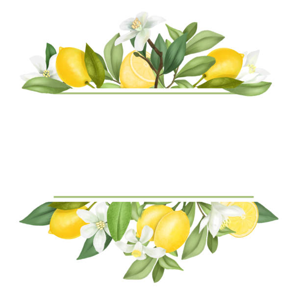 ilustrações, clipart, desenhos animados e ícones de quadro de galhos de limoeiro florescendo, flores, limões no fundo branco - lemon fruit isolated citrus fruit