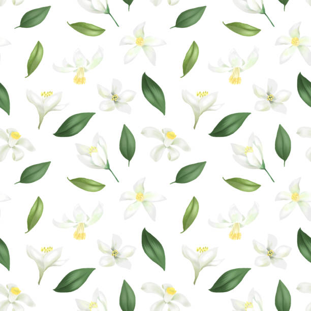 illustrazioni stock, clip art, cartoni animati e icone di tendenza di motivo senza cuciture con foglie verdi disegnate a mano e fiori di limone (lime) su sfondo bianco - lime ripe fruit citrus fruit