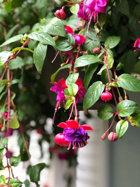istock Close up of a hanging Fuchsia 1208448356