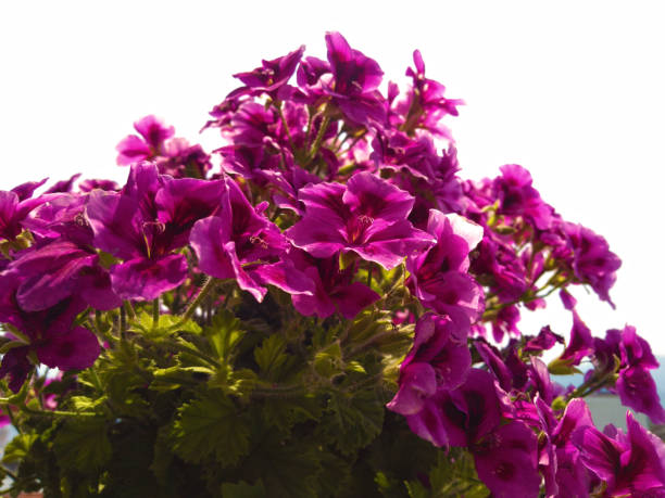 istock Beautiful pink geranium flowers white sky 1208451322