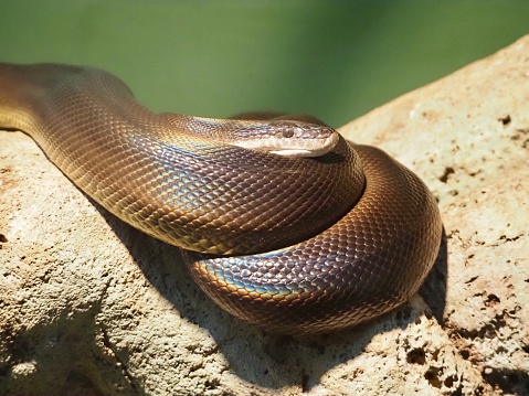 Closeup of an Australian Water Python showing the pattern of the skin and the rainbow iridescent scales that connect this snake to the indigenous story of the creator ‘Rainbow Serpent’.