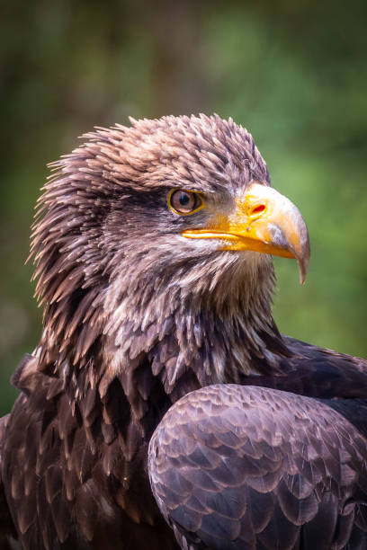 águia careca juvenil - retrato de haliaeetus leucocephalus - north america bald eagle portrait vertical - fotografias e filmes do acervo