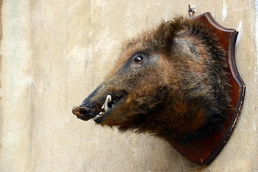 wild boar hunting trophy on wall