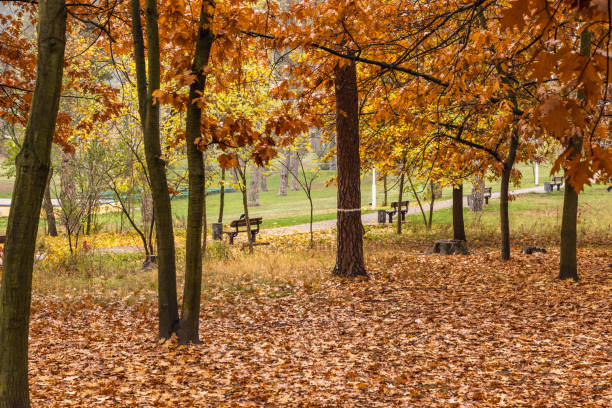 istock Autumn park colorful oak foliage carpet 1208458415