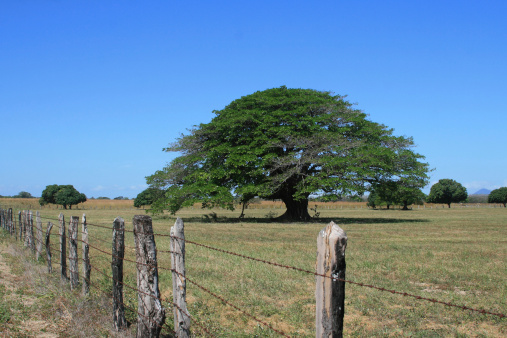 Árbol de Guanacaste photo
