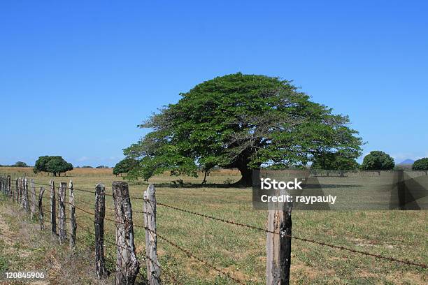 Guanacaste Tree Stock Photo - Download Image Now - Guanacaste, Tree, Costa Rica