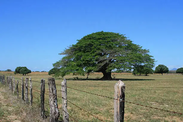 Photo of Guanacaste Tree