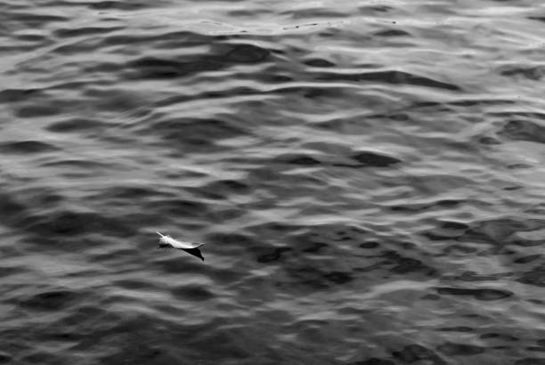 istock Feather swimming in water 1208460525