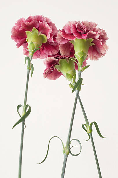 Carnations stock photo