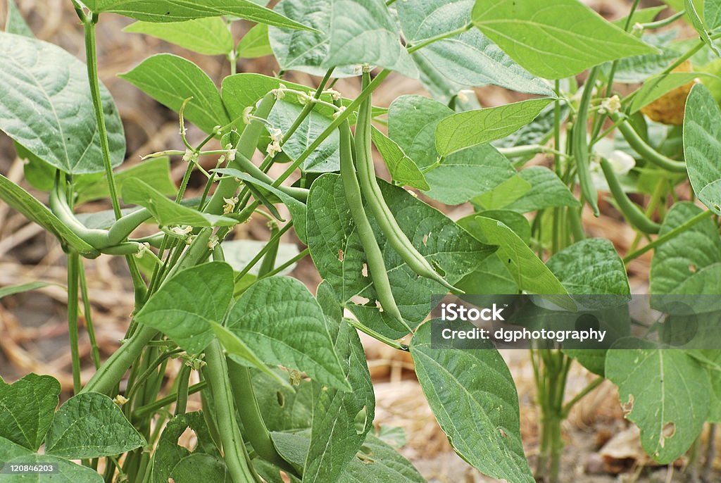 Green Beans  Bean Stock Photo