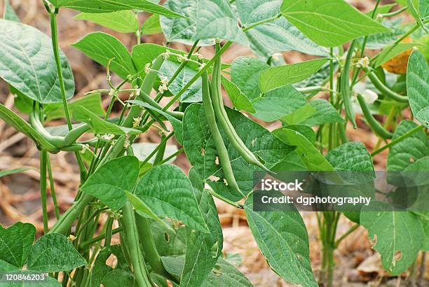 Green Beans Stock Photo - Download Image Now - Bean, Blossom, Color Image