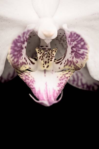 istock Close up shoot of a beautiful Orchid 120846254