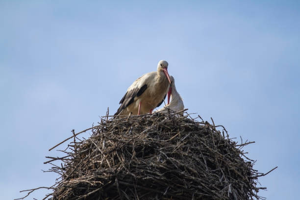 istock Storks in its nest against blue sky. 1208463932