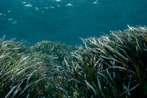 Underwater environment beneath the ocean surface with seaweed and kelp beds.