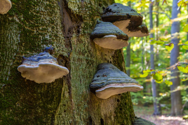istock Group of Hub mushrooms in the forest 1208464541