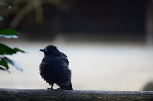 A cute young carrion crow (Corvus corone) ruffles on a wooden balcony rail