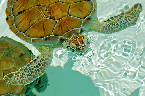 istock Endangered sea turtle coming up for air. 120846487