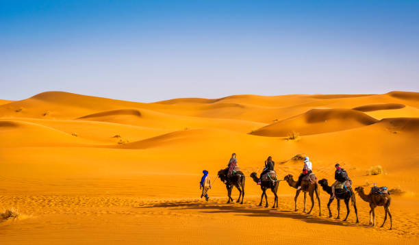 caravana de camellos que atraviesa las dunas de arena en el hermoso desierto del sahara. increíble vista de la naturaleza de africa. imagen artística. mundo de belleza. - morocco desert camel africa fotografías e imágenes de stock