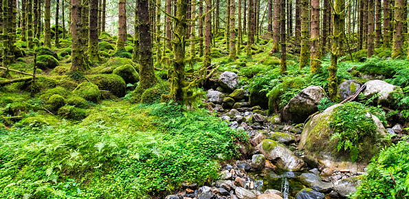 Explore the vibrant hues of New Zealand's lush temperate rainforest, a haven of biodiversity and tranquility. Get lost in the rich greenery and discover the beauty of nature.