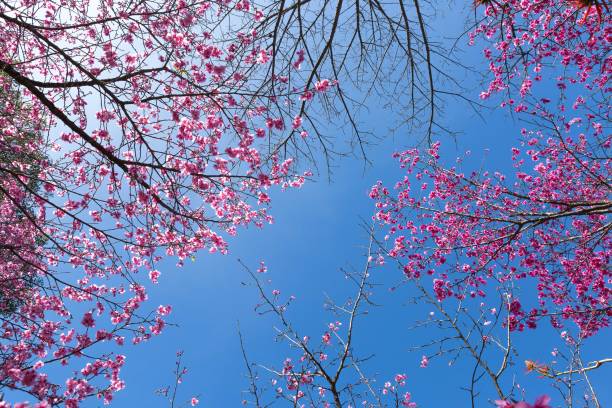 istock Cherry tree photographed with the blue sky in the background. 1208465767