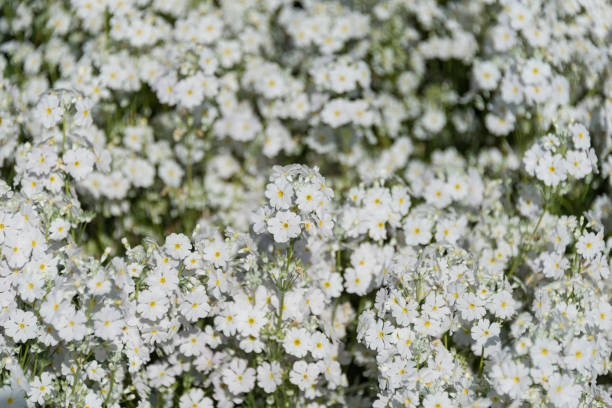istock Small white flowers with yellow centre nature texture, background 1208469441