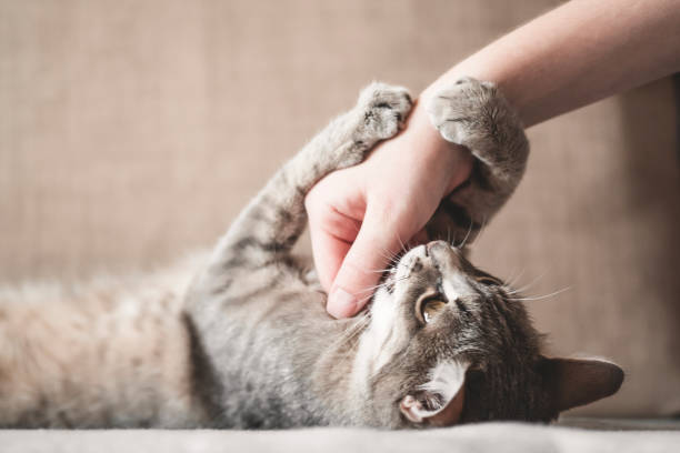 istock gray striped cat with woman's hand on a brown background. 1208470382