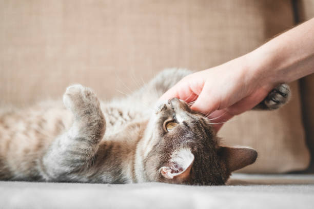 istock gray striped cat with woman's hand on a brown background. 1208470384