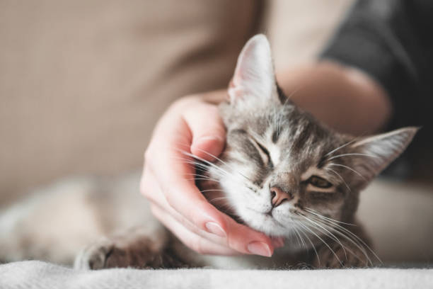 istock gray striped cat with womans hand on a brown background. 1208470389