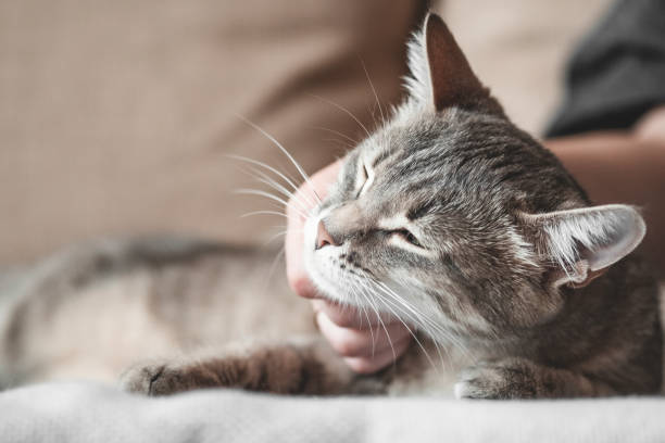 istock gray striped cat with womans hand on a brown background. 1208470392