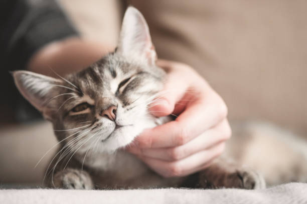 istock gray striped cat with womans hand on a brown background. 1208470418