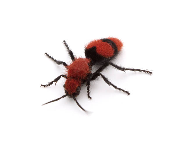 istock Female Velvet Ant on a White Background 1208470637