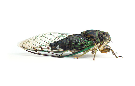 A large black and green cicada (Neotibicen) isolated on a white background