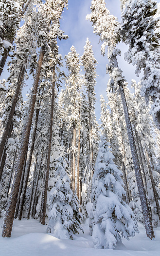 Lodgepole Pine (Pinus contorta) covered in winter snow. Gallatin National Forest, Montana