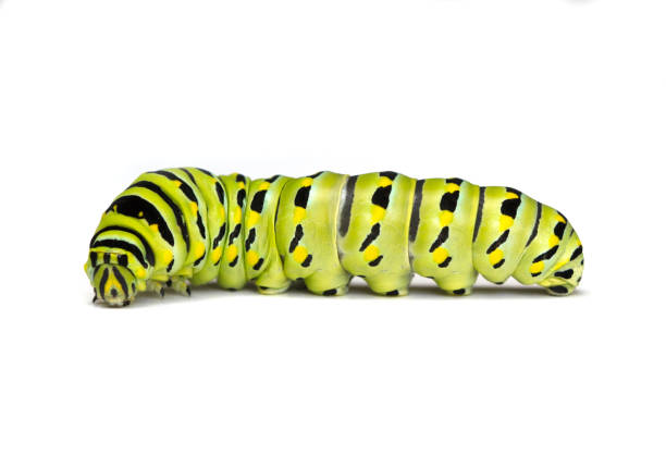 istock Black Swallowtail Caterpillar on a White Background 1208471365