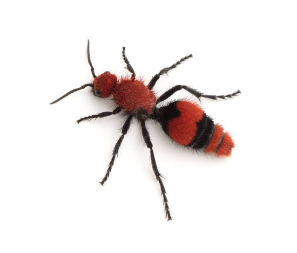 istock Female Velvet Ant Wingless Wasp 1208471382