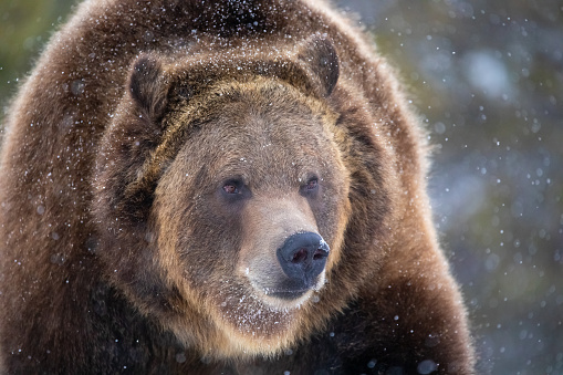 Big brown bear lying, big forest predator close up, big paw and sharp claws, Carpathian bears.