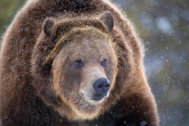 grizzly bear zbliżenie w zimowym śniegu - big bear zdjęcia i obrazy z banku zdjęć